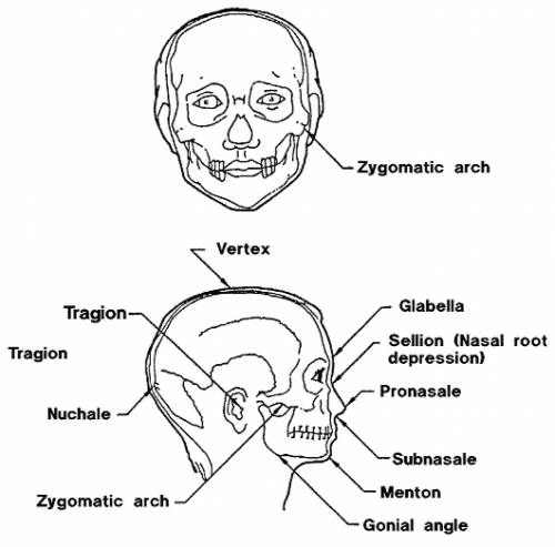 medical terminology for face