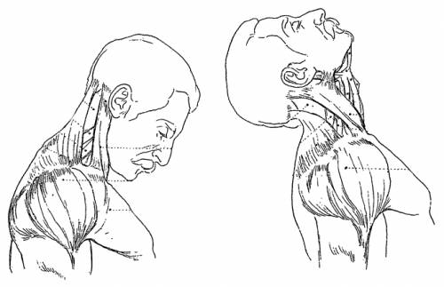 flexion and extension of neck